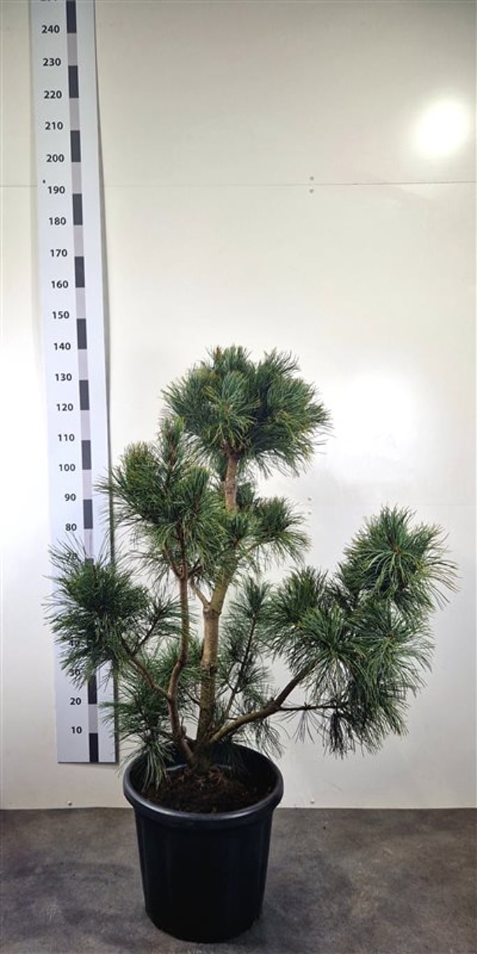 Pinus flexilis 'Cessarini Blue' - 100-120 CM Bonsai Cont.